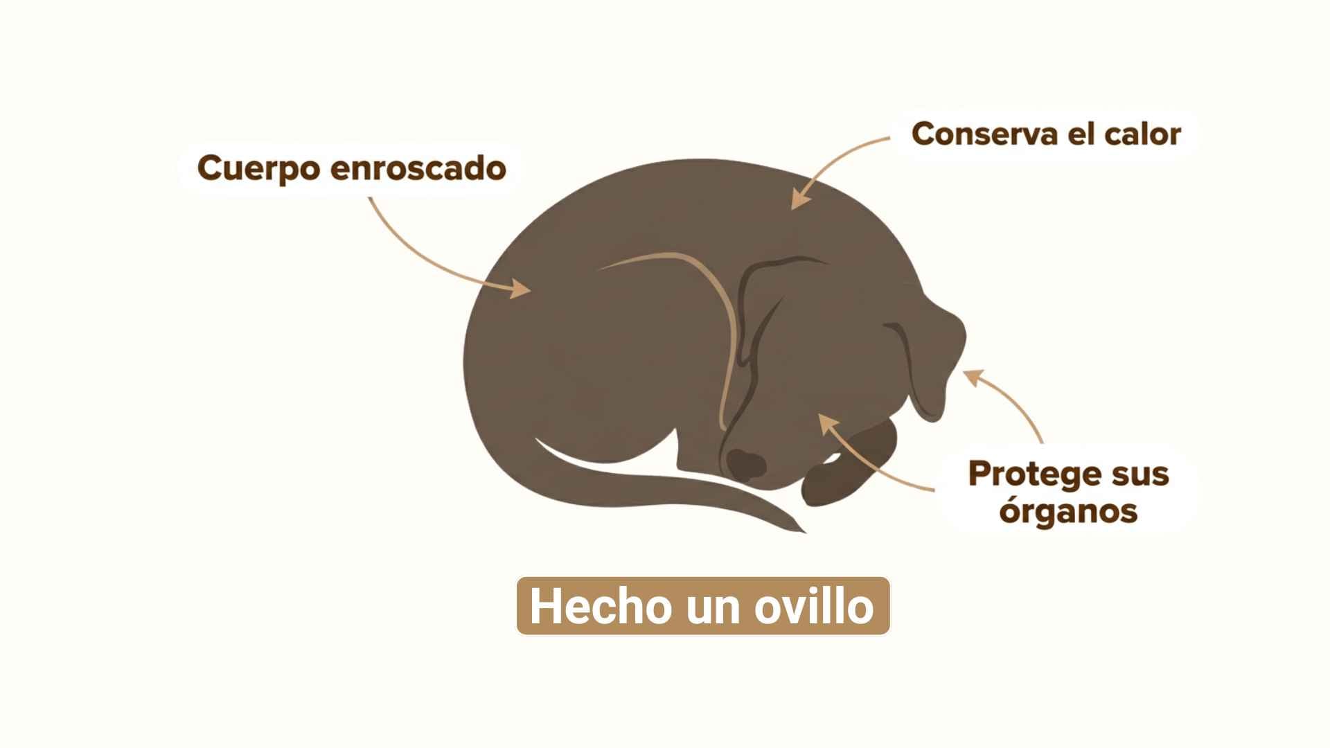 Perro duerme hecho un ovillo
